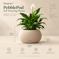Tavqeno™ PebblePod Self Watering Planter